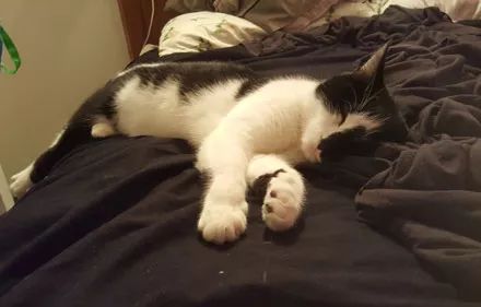 猫咪最新版链接，温馨日常故事集锦