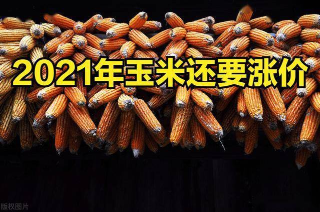 今日玉米行情概览，掌握市场动态步骤指南