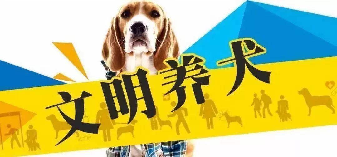 合肥养犬最新规定，科技引领智能养宠新时代